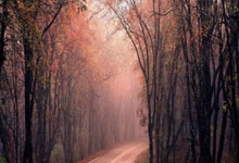 德國盃｜紐亞生涯首面紅牌累卡尼在拜仁繼續無冠　16強負利華古遜.