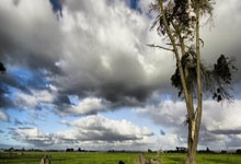 美众议员称特朗普政府将取消对近东救济工程处的资助.